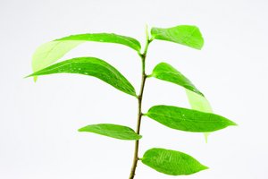 OCR识别最佳实践：提升效率的实用技巧